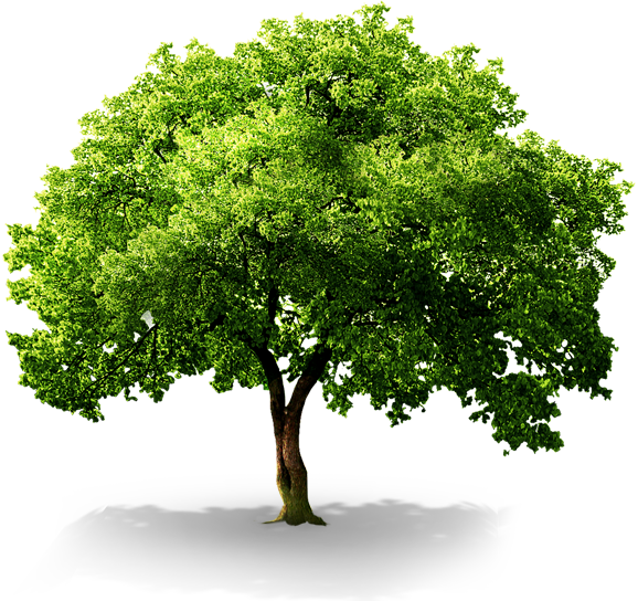 플래티늄 대전유성점